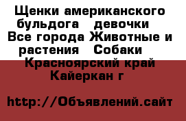 Щенки американского бульдога ( девочки) - Все города Животные и растения » Собаки   . Красноярский край,Кайеркан г.